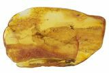 Detailed Fossil Bush Cricket (Tettigonioidea) In Baltic Amber #234469-4